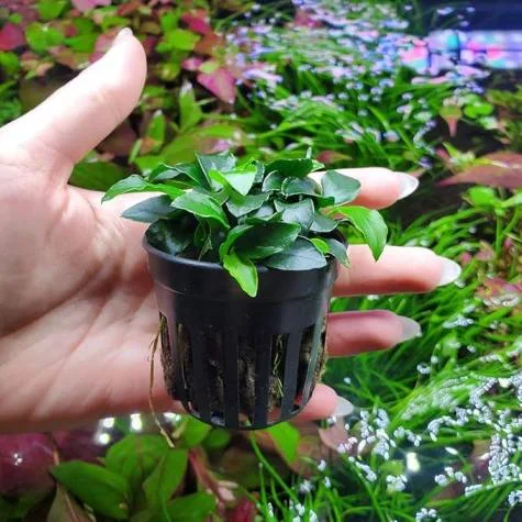 Anubias Live Aquarium Plants