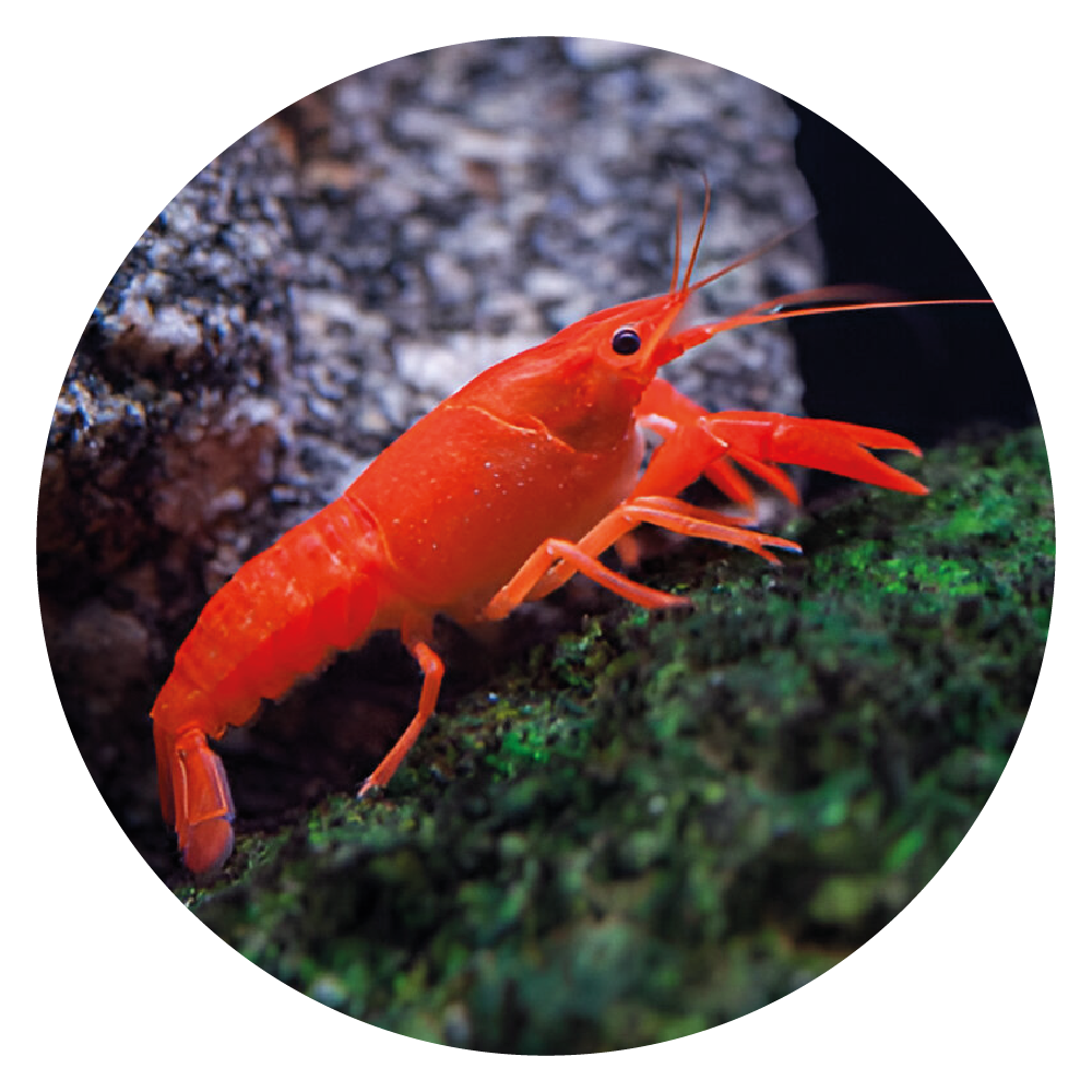  Shrimp and Fish in Your Aquarium 
