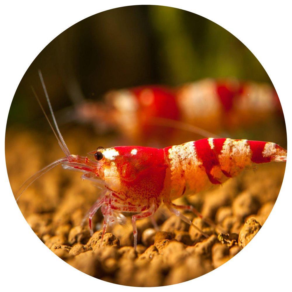  Shrimp and Fish in Your Aquarium 
