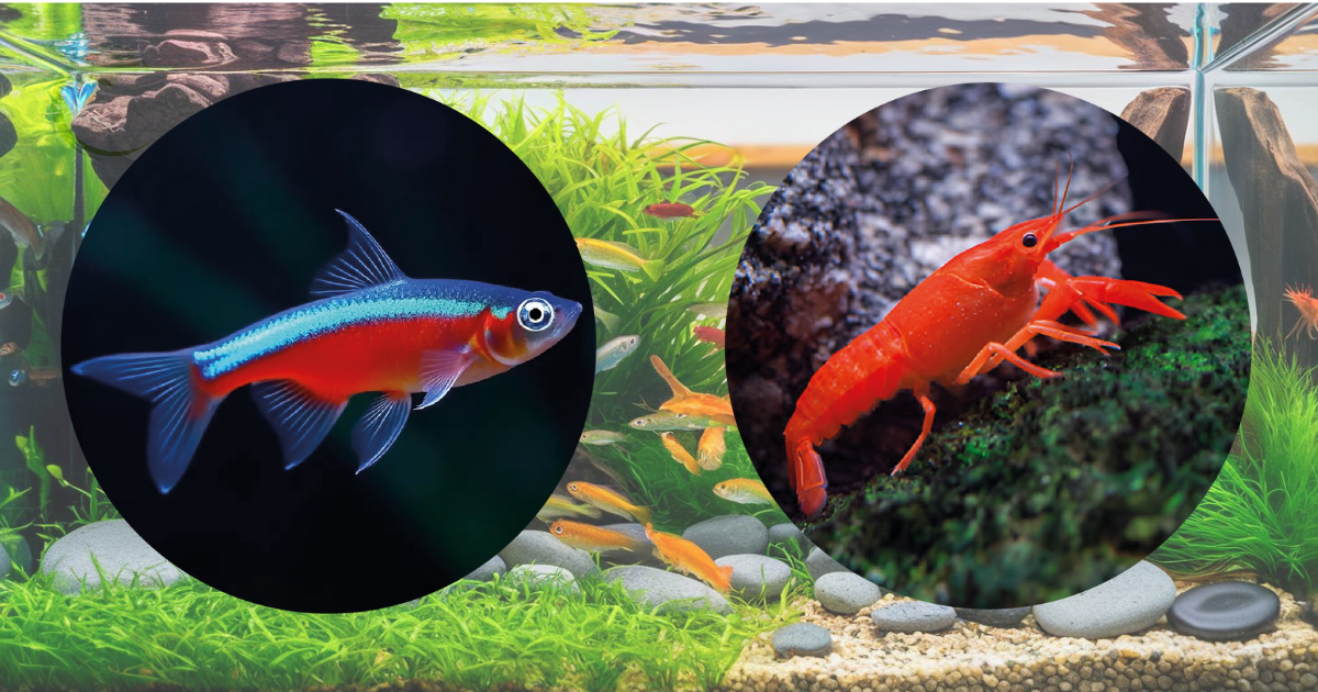 7 Easy Steps to Drip Acclimate Shrimp And Fish for a Healthy Tank