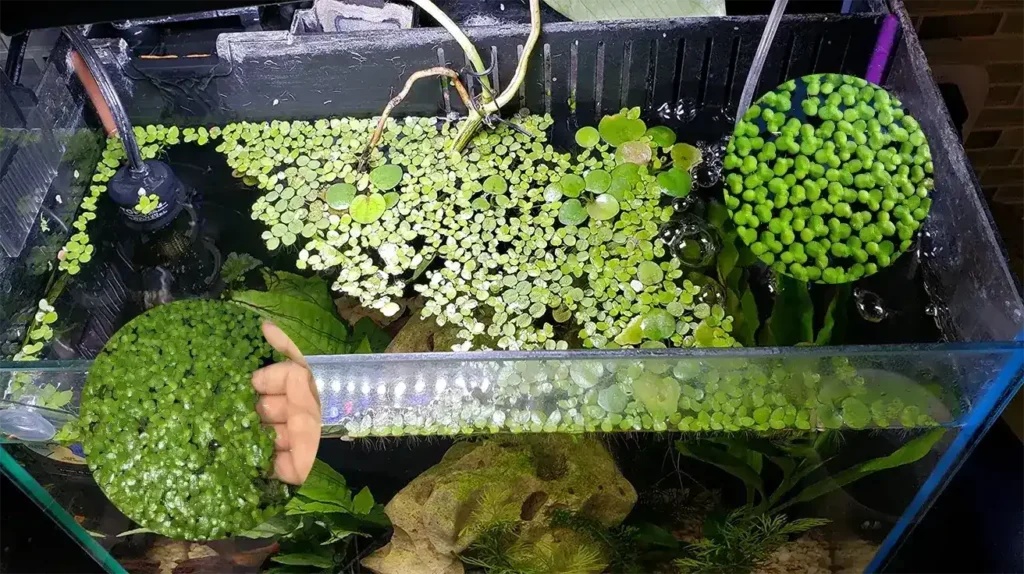 Duckweed in Your Fish Tank How to Manage Growth