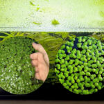 Duckweed in Your Fish Tank How to Manage Growth