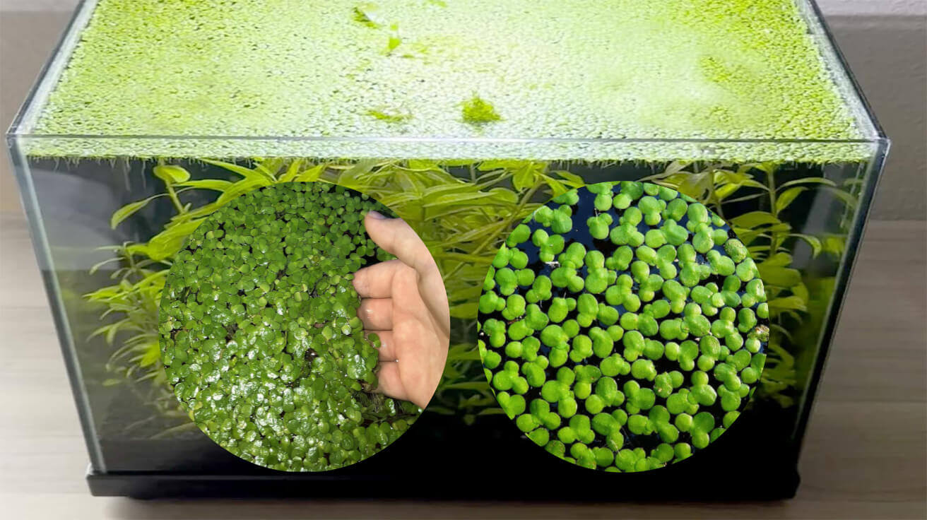 Duckweed in Your Fish Tank How to Manage Growth