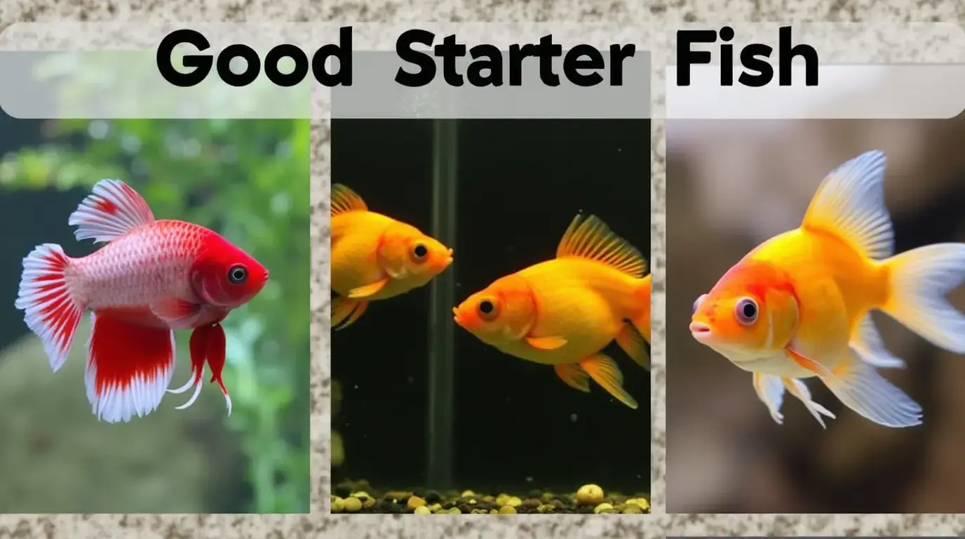 Good Starter Fish