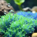 Green Blue Algae in Aquarium