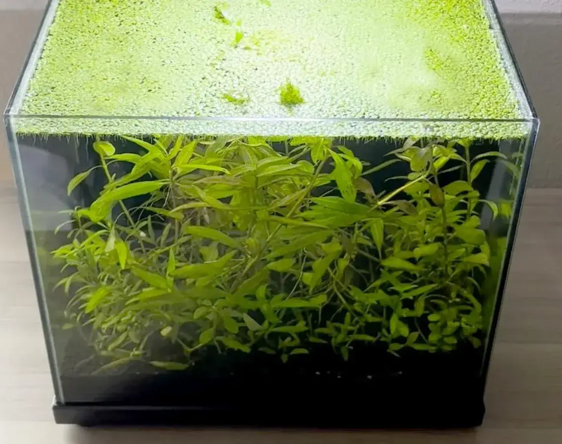 How to Control Duckweed in Your Aquarium Plant Setup