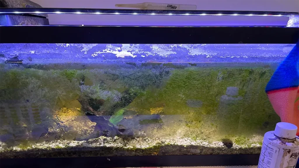 How to Stop Algae in Fish Tank Expert Advice for Aquarists