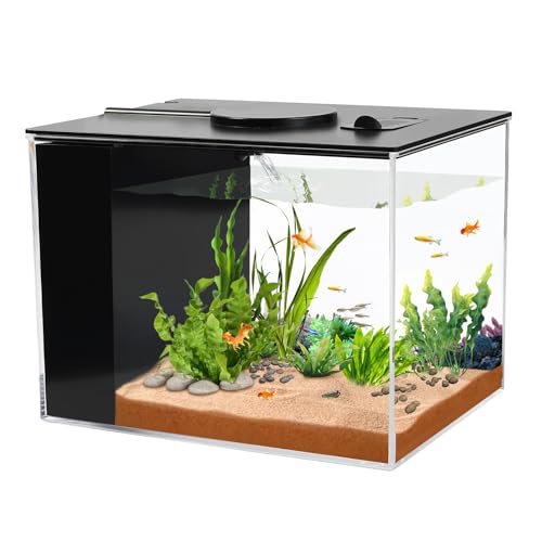 Betta Tank vs Bowl: What Most Buyers Actually Choose